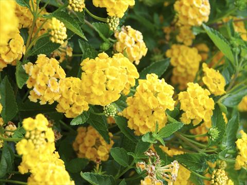 photo of flower to be used as: Pot, bedding, patio Lantana camara TOP Mini Yellow