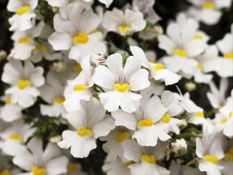 photo of flower to be used as: Patio, pot Nemesia Sunsatia™ Anona