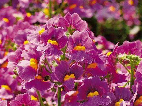 photo of flower to be used as: Pot and bedding Nemesia Sunsatia™ Ciruela