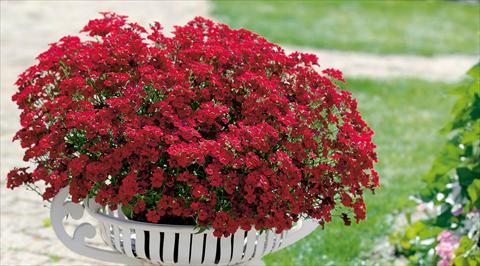 Foto fiore da  Vaso e aiola Nemesia Sunsatia™ Granada