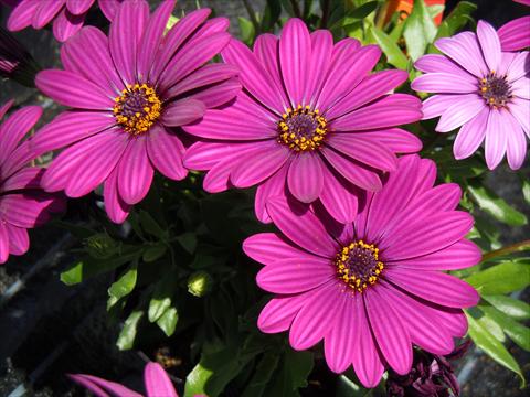 Foto fiore da  Vaso, aiuola, balcone Osteospermum Springstar™ Magenta