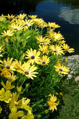 Foto fiore da  Vaso, aiuola, balcone Osteospermum Symphony Banana