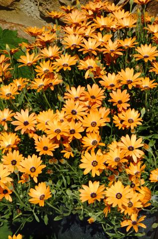 Foto fiore da  Vaso, aiuola, balcone Osteospermum Symphony Orange