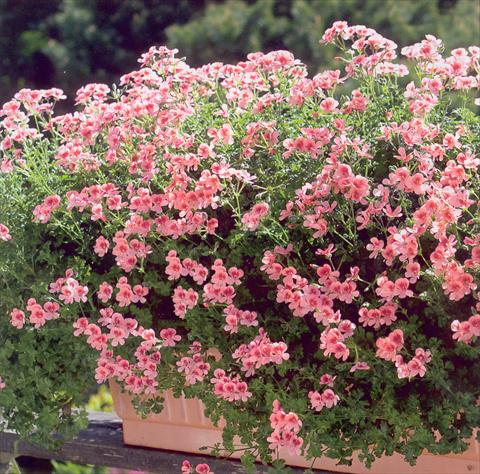photo of flower to be used as: Patio, bedding Pelargonium crispum pac® Angeleyes® Orange