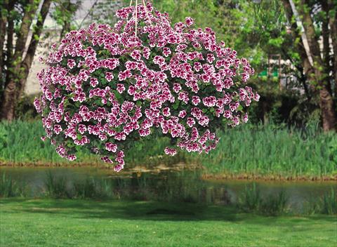 photo of flower to be used as: Patio, bedding Pelargonium crispum pac® Angeleyes® Randy