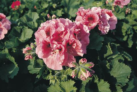 photo of flower to be used as: Pot Pelargonium grandiflorum Compact Göttweig