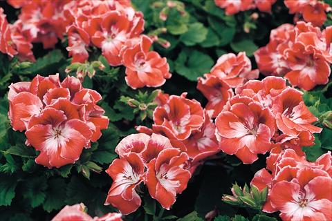 Foto fiore da  Vaso Pelargonium grandiflorum Compact Mandarin