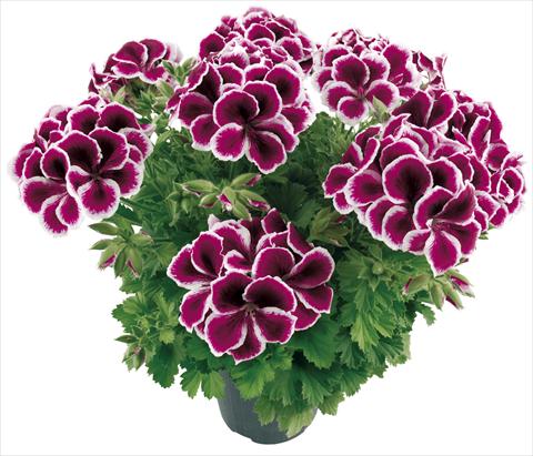 Foto fiore da  Vaso Pelargonium grandiflorum Compact Moritz Top