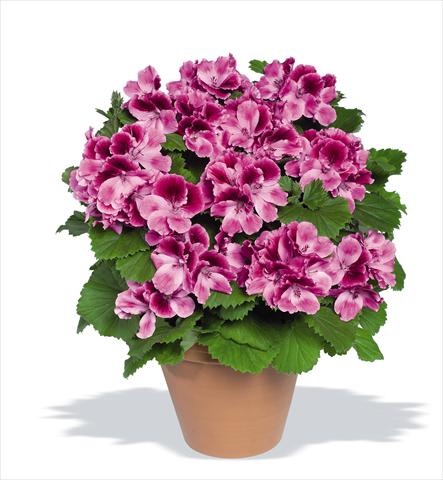 Foto fiore da  Vaso Pelargonium grandiflorum Compact pac® Aristo® Candy