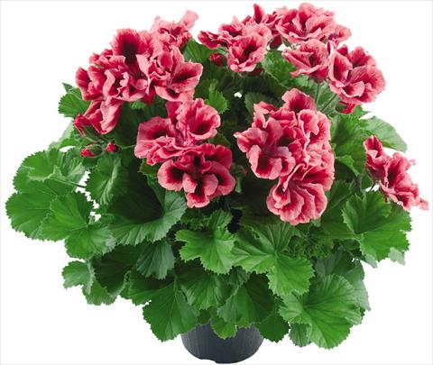 Foto fiore da  Vaso Pelargonium grandiflorum Compact Vicky Top