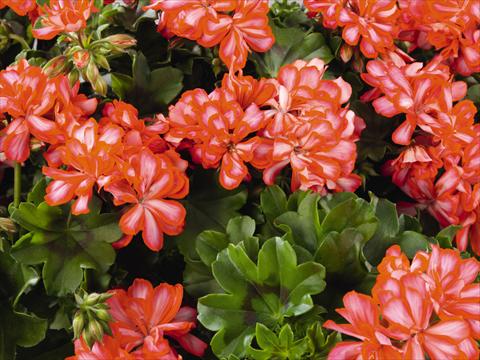 Foto fiore da  Balcone, vaso Pelargonium peltatum Compact Gen® Lollipop Mandarin