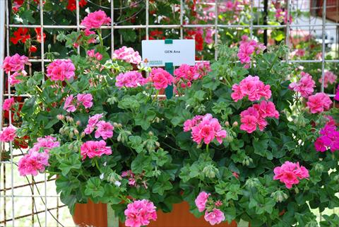 photo of flower to be used as: Patio, bedding Pelargonium peltatum Power Gen® Ana