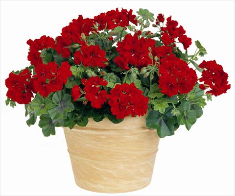 Foto fiore da  Balcone, vaso Pelargonium peltatum Power Gen® Boneta