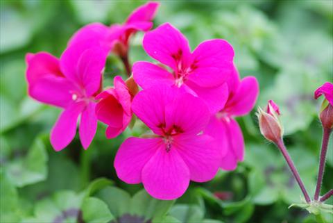 photo of flower to be used as: Patio, bedding Pelargonium peltatum Power Gen® Rainbow Neon