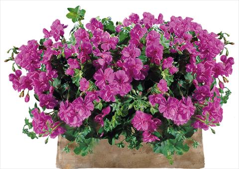 Foto fiore da  Balcone, vaso Pelargonium peltatum Power Gen® Sunflair Amethyst