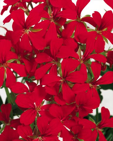 Foto fiore da  Balcone, basket Pelargonium peltatum Balcon Imperial