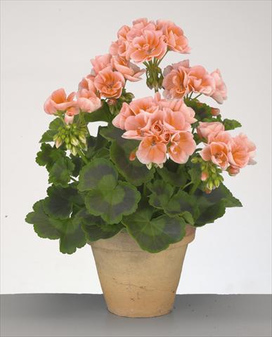 Foto fiore da  Vaso, aiuola, balcone Pelargonium zonale Compact Gen® Rosario