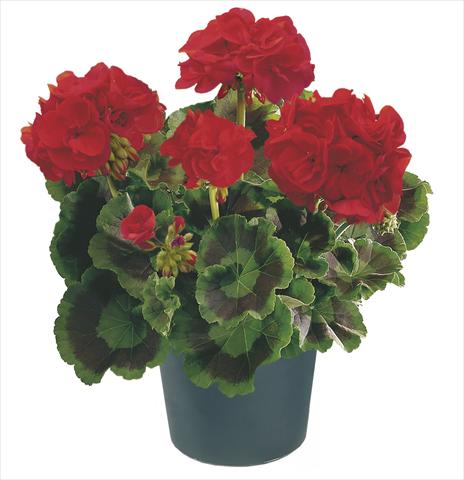 Foto fiore da  Balcone, vaso Pelargonium zonale Compact Leonardo Top