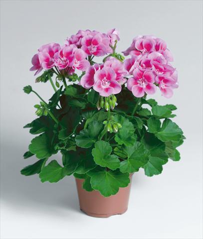 Foto fiore da  Balcone, vaso Pelargonium zonale Compact pac® Flower Fairy® Rose