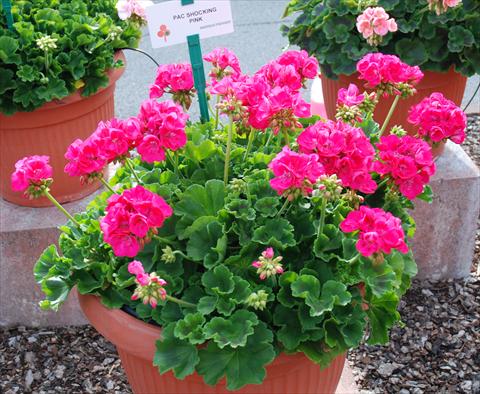 Foto fiore da  Balcone, vaso Pelargonium zonale Compact pac® Shocking Pink