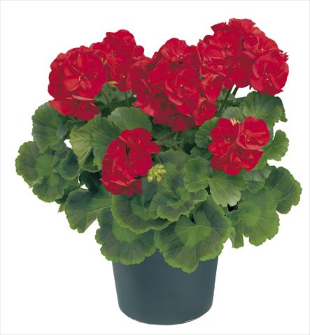 Foto fiore da  Vaso, aiuola, balcone Pelargonium zonale Power Amerigo Top