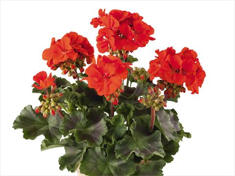 Foto fiore da  Vaso, aiuola, balcone Pelargonium zonale Power Gen® Belmonte Scarlet