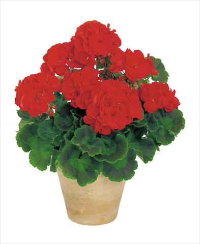 Foto fiore da  Vaso, aiuola, balcone Pelargonium zonale Power Gen® Carmen