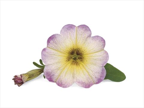 Foto fiore da  Balcone, vaso Petunia x Calibrachoa Supercal Vanilla Blush