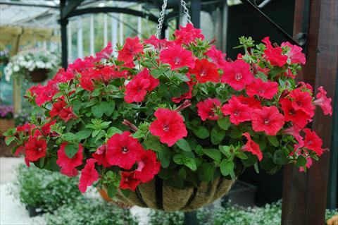 Foto fiore da  Vaso, balcone, basket Petunia Chilli Red