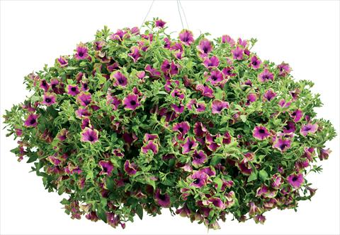 photo of flower to be used as: Patio, pot Petunia Pretty Much Picasso