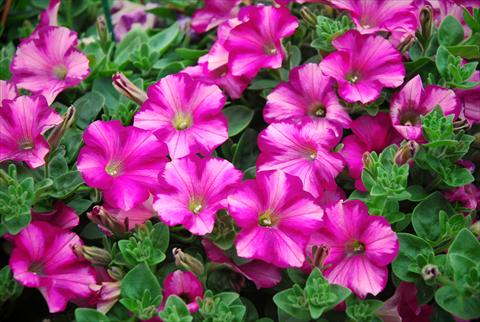 photo of flower to be used as: Patio, pot Petunia Supertunia™ Raspberry Blast