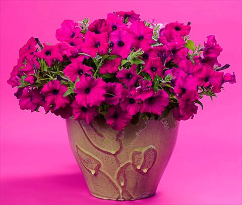 Foto fiore da  Balcone, vaso Petunia Supertunia™ Royal Magenta