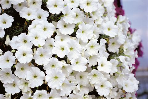 Foto fiore da  Balcone, vaso Petunia Supertunia™ White