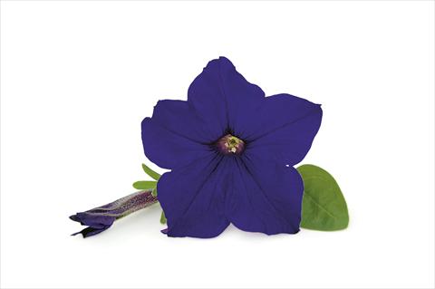 Foto fiore da  Balcone, vaso Petunia Veranda Dark Blue