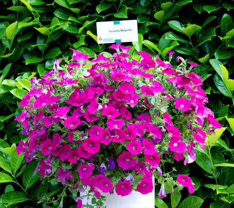 Foto fiore da  Balcone, vaso Petunia Veranda Magenta