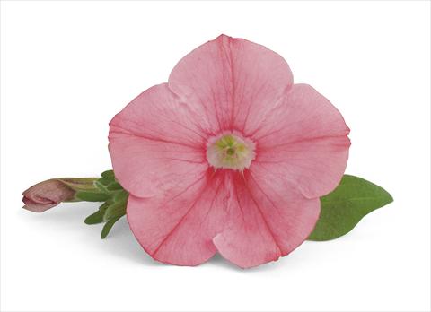 photo of flower to be used as: Patio, pot Petunia Veranda Salmon