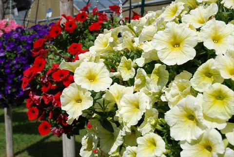 photo of flower to be used as: Patio, pot Petunia Veranda Yellow