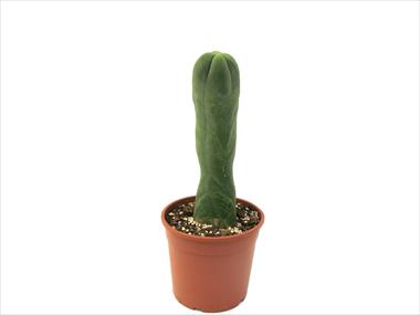photo of flower to be used as: Pot Cactus Trichoc.pachanoi