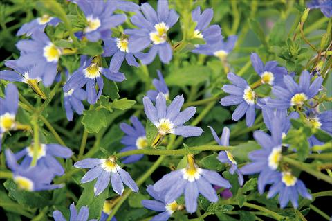 Foto fiore da  Balcone, basket Scaevola aemula Little Wonder