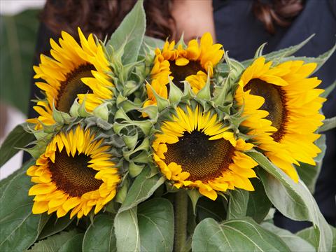 Foto fiore da  Reciso Helianthus annuus Magic Orange