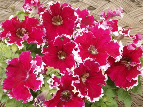 Foto fiore da  Vaso, aiuola, balcone, basket Petunia x hybrida Can Can Red Picotee