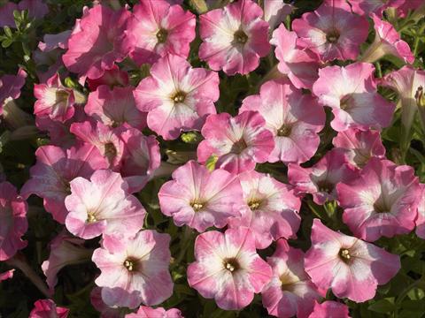 Foto fiore da  Vaso, aiuola, balcone, basket Petunia x hybrida Nuvolari Dusty Pink