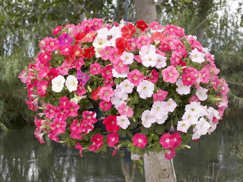 Foto fiore da  Vaso, aiuola, balcone, basket Petunia x hybrida Nuvolari Mix