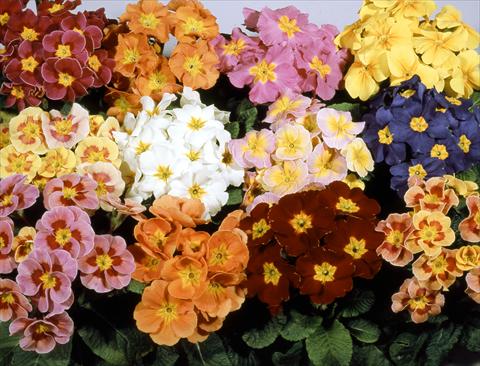 Foto fiore da  Vaso e aiola Primula polyanthus Pacific Strain Mix