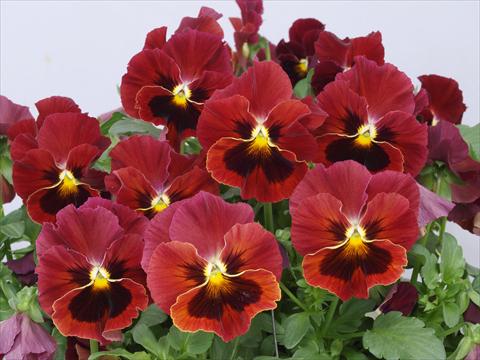 photo of flower to be used as: Pot and bedding Viola wittrockiana Pandora Scarlet