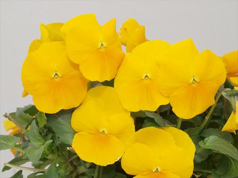 Foto fiore da  Vaso e aiola Viola cornuta Caramel Golden