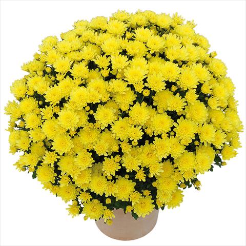 Foto fiore da  Vaso e aiola Chrysanthemum Clero® Citron