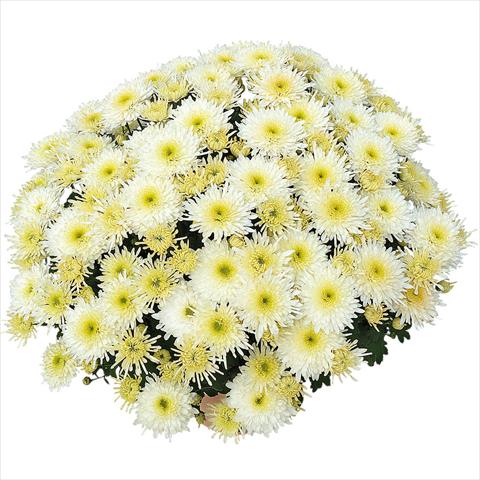 Foto fiore da  Vaso e aiola Chrysanthemum Obao® Blanc