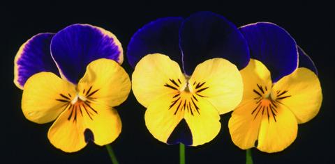 photo of flower to be used as: Pot and bedding Viola cornuta Lolita Happy Wings Purple Lemon