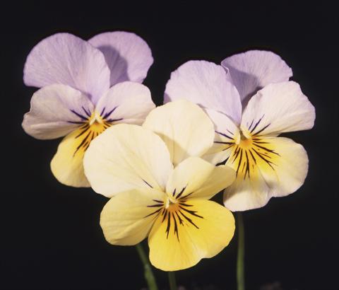 Foto fiore da  Vaso e aiola Viola cornuta Lolita Lemon 2 Blue